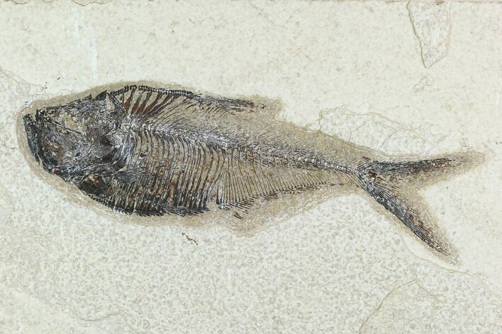 Fossil Fish (Diplomystus) - Green River Formation #129597